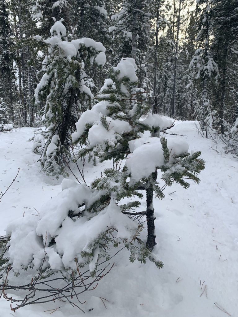 samillig's tweet photo. Saturday mornings , fresh snow = awesome trails ....only -1 bonus😊 t-shirt weather😂 #whitehorsebeauty #getoutside #breakingtrails https://t.co/XcAJyTUiuj