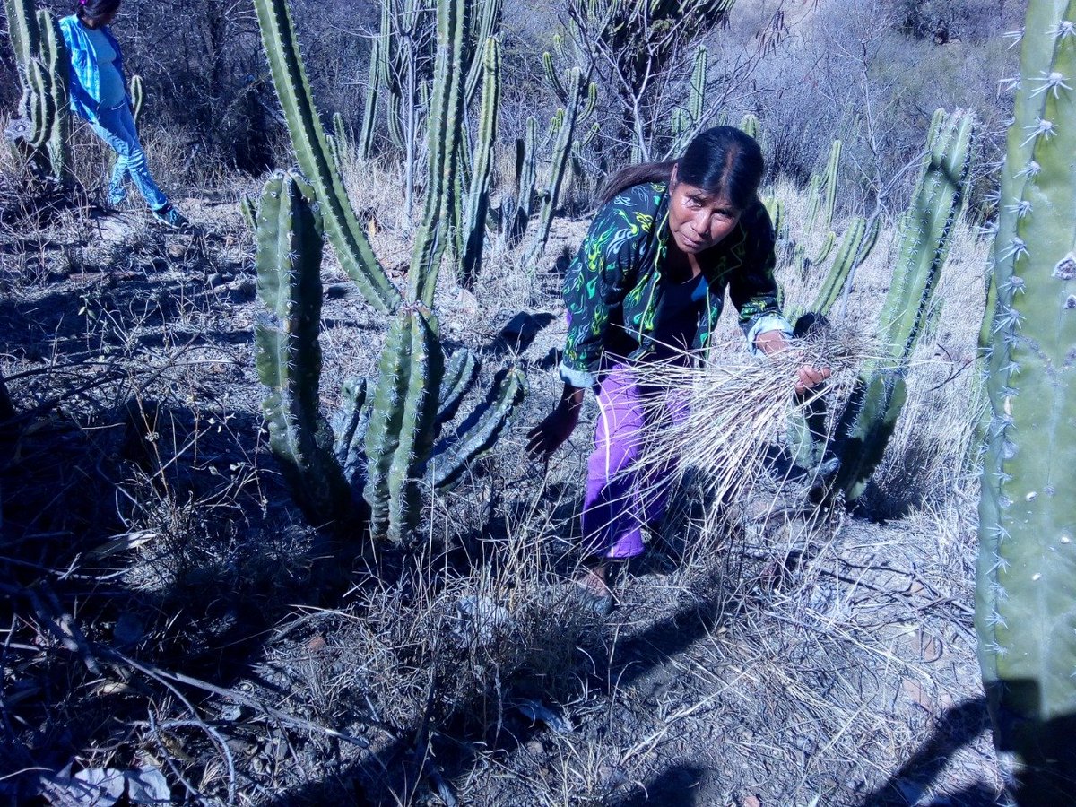 MogarzSC's tweet photo. - Actividad: Capacitación en sanidad a pitaya.
- Línea productiva: Pitaya.
- Lugar: San Juan #Joluxtla, #Cosoltepec.
- Responsable: Ing. Maricela Juárez.

 #WeCanDoIt 💪
#LaMixtecaOaxaqueña 🌄

@IvetteMurat
@alejandromurat
@lopezobrador_
#SADER
#SEDAPA
#Oaxaca https://t.co/31MQyjQCRP