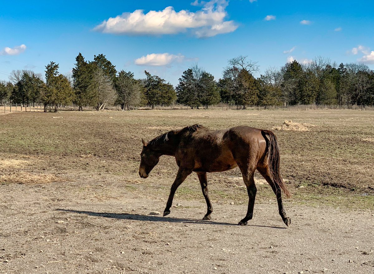 Katie94603725's tweet photo. And on days off I do #barnchores, have #ponytime, enjoy #nature, and take some time to do some #preventativemaintenace 🤣 Oh and I have to cook, clean, do dishes and laundry 🧺 You know, all the sucky adult things. https://t.co/jY7tMAD2U2