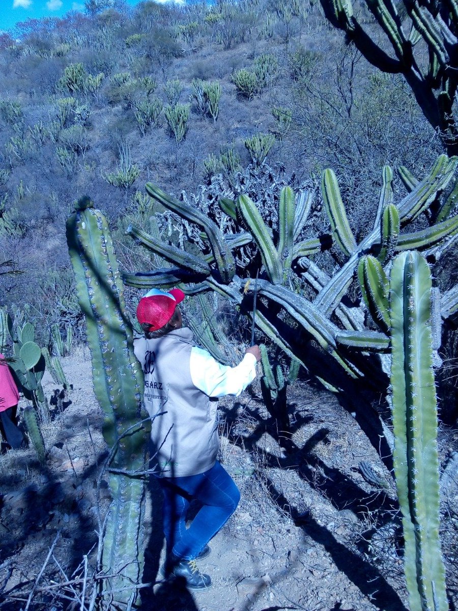 MogarzSC's tweet photo. - Actividad: Capacitación en sanidad a pitaya.
- Línea productiva: Pitaya.
- Lugar: San Juan #Joluxtla, #Cosoltepec.
- Responsable: Ing. Maricela Juárez.

 #WeCanDoIt 💪
#LaMixtecaOaxaqueña 🌄

@IvetteMurat
@alejandromurat
@lopezobrador_
#SADER
#SEDAPA
#Oaxaca https://t.co/31MQyjQCRP