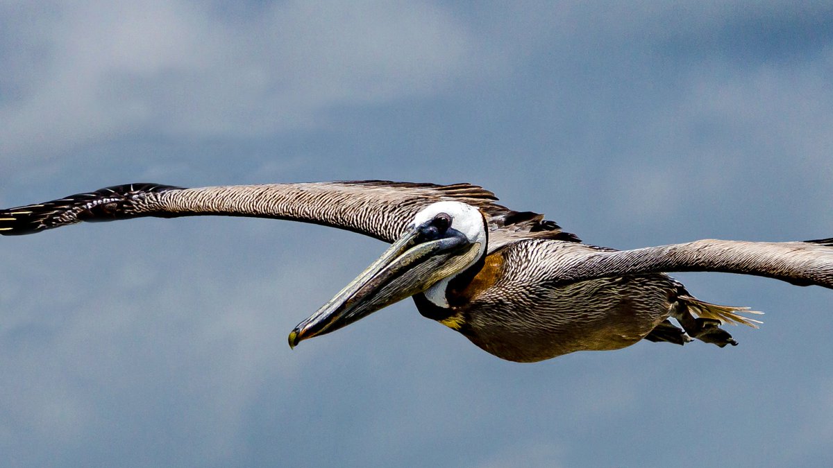 They say that dinosaurs are extinct… Really? Look at this brown pelican! (The picture is taken in Galveston, Texas.) --- #Pelecanusoccidentalis #brownpelican # #birds #birding #birder #birdphotography #birdwatching #sonyalpha #texas #houston #galveston