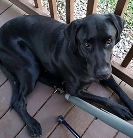 LostDogsIL's tweet photo. #Lost! #Paris #IL (N 650Th St.) Otis - Male Labrador Retriever. Black. Call 217-946-4169.Microchipped. Friendly. #EdgarCounty. 61944. Missing 01/19/2019. #LostDogsIllinois
To see Otisβs location on the Helping Lost Pets Map:
https://t.co/09fgFhIcKy
β¦ https://t.co/XWa62kP1sj https://t.co/rcM0ki9w04