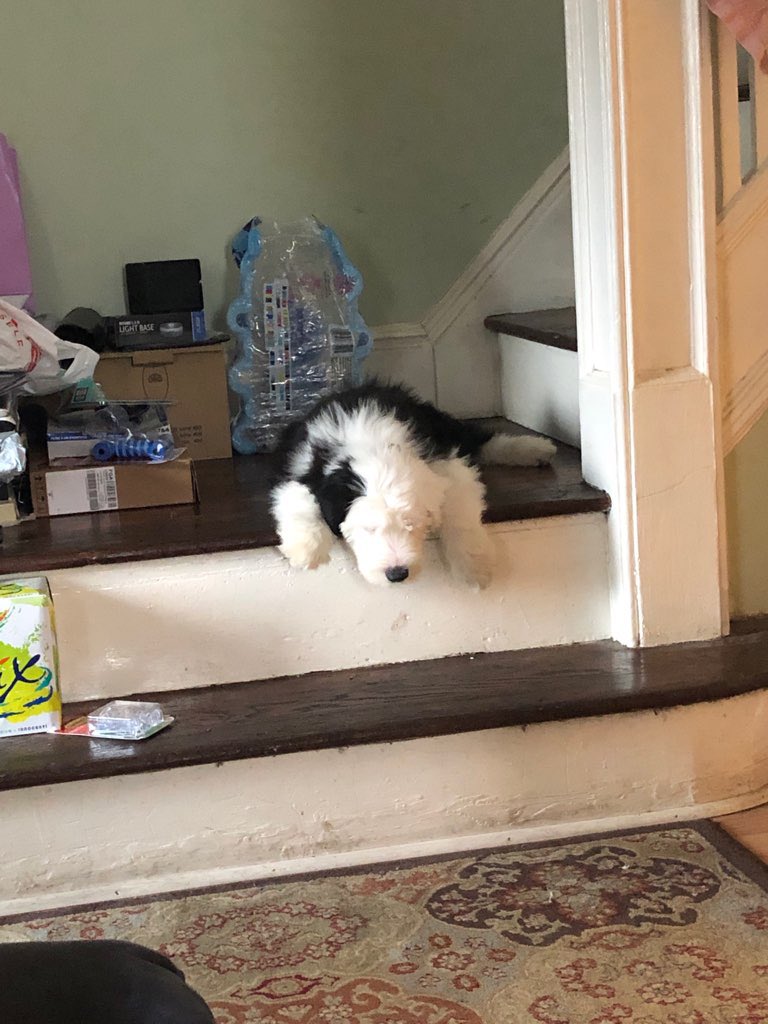 k_duds8's tweet photo. @AmyFreeze meet our new dog Bentley! #oldenglishsheepdog #oes #bigdogsunday #bigdogtobe #bentley #bentleybear #abc7ny #abc7 #abc7eyewitness https://t.co/pFC6VE4JxM