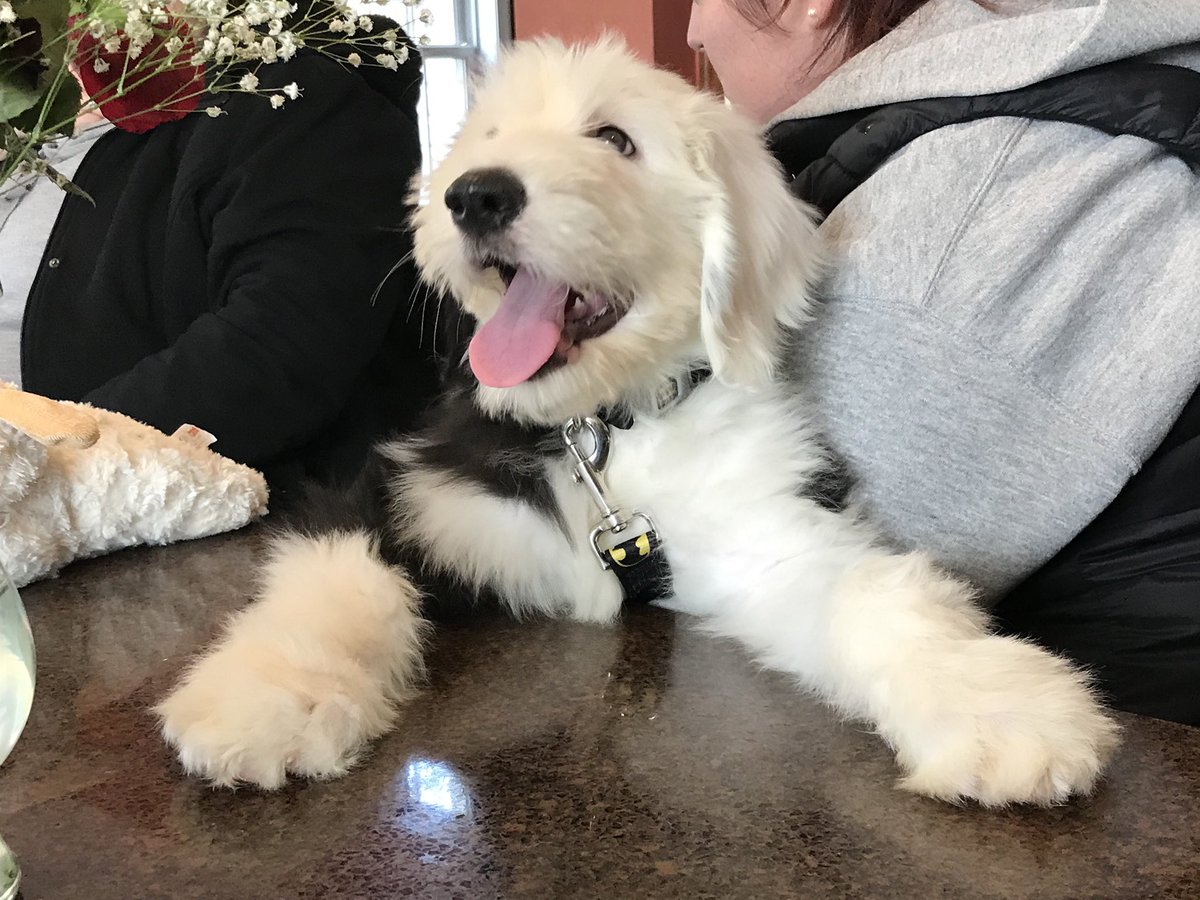 k_duds8's tweet photo. @AmyFreeze meet our new dog Bentley! #oldenglishsheepdog #oes #bigdogsunday #bigdogtobe #bentley #bentleybear #abc7ny #abc7 #abc7eyewitness https://t.co/pFC6VE4JxM