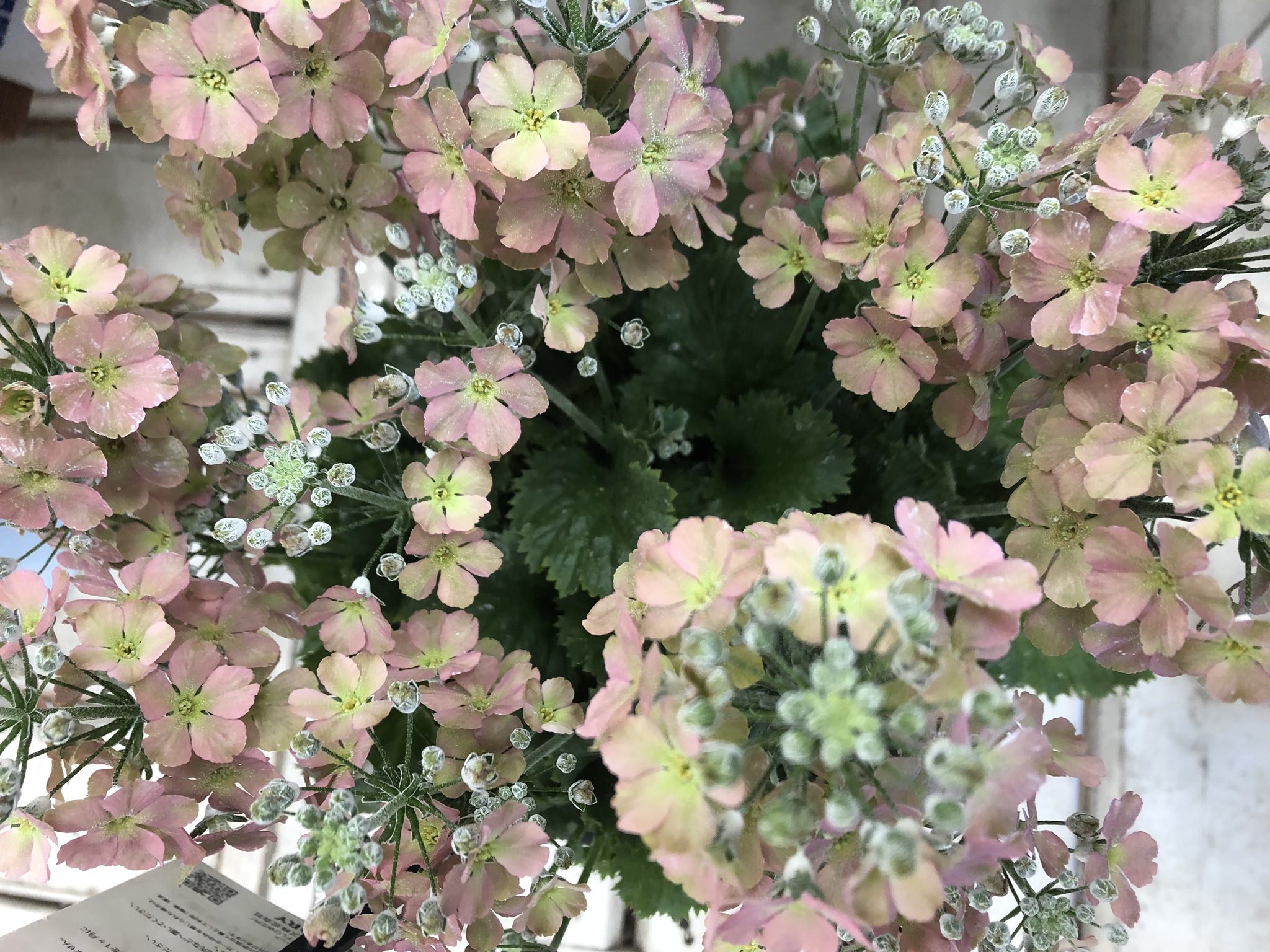 Nico 最近のお気に入り Winty ウィンティー サクラソウ プリムラ マラコイデス カラーはライムグリーン サクラ ピーチ 写真はピーチ アンティークな色調と柔らかなグラデーション 名前も可愛いけどとにかく花が可愛いくて優しい花色に和む 花言葉は