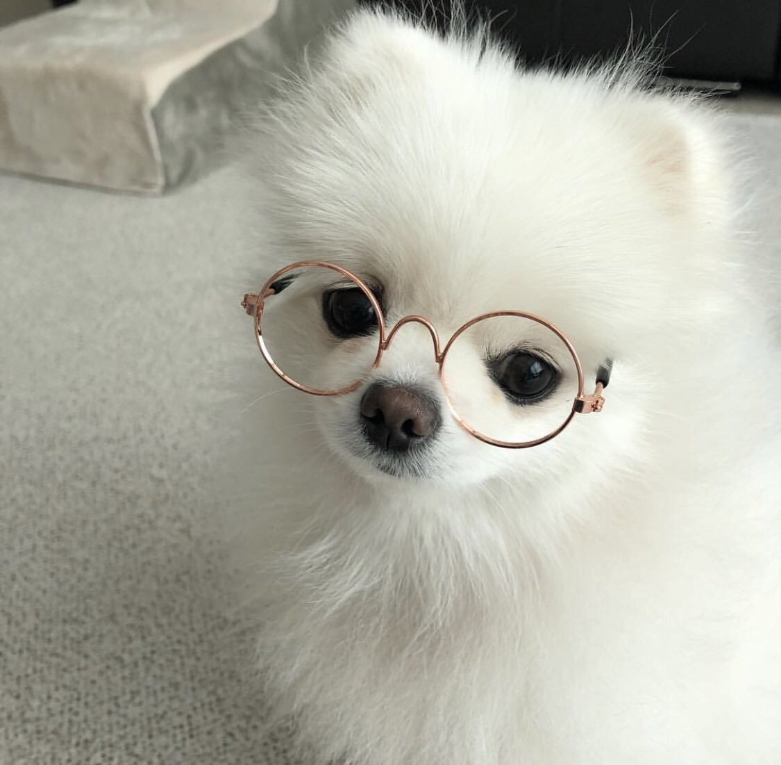 tony as poms (@tonyaspoms) on Twitter photo 