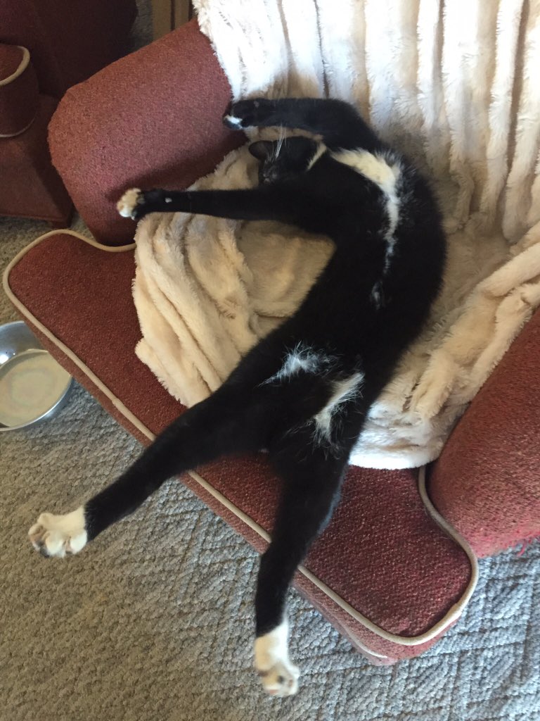 laughbeforeucry's tweet photo. Maximus does yoga! https://t.co/KcPbCCVHmw