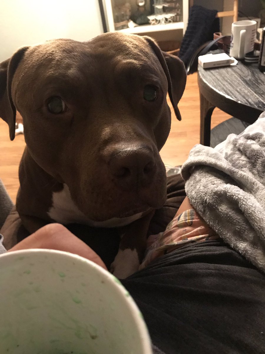 kady_holland's tweet photo. βMom I heard the @diamondresorts #TournamentofChampions was super fun but can you like never leave me ever again...β
#Stage5Clinger π₯° #ExtraSnuggles π #MustBeTouchingMomAtAllTimes πΆβ€οΈ @shmooie1 @Killian_DRI_FL @Tflood1113 @AshleyYfantidis @SidneyRayDR https://t.co/I89NtnzXqW
