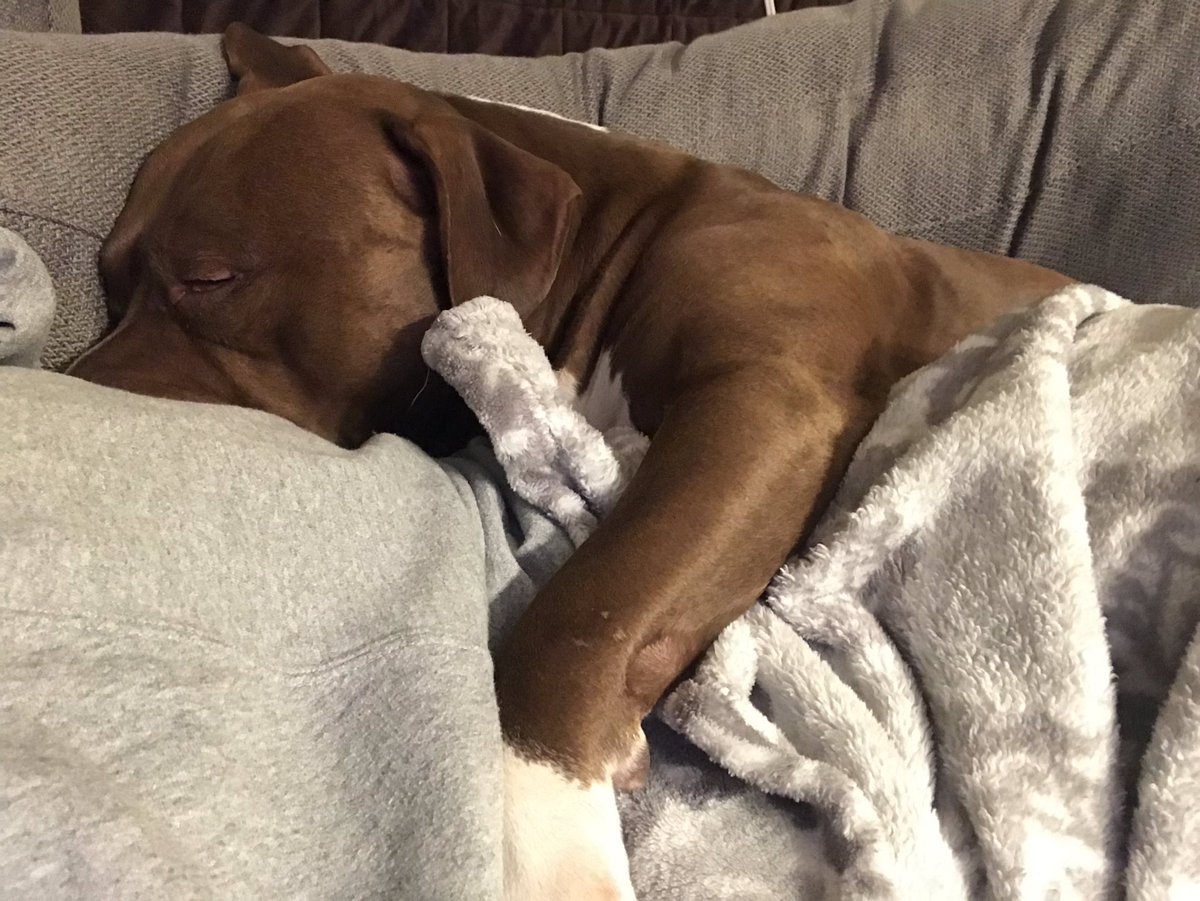 kady_holland's tweet photo. βMom I heard the @diamondresorts #TournamentofChampions was super fun but can you like never leave me ever again...β
#Stage5Clinger π₯° #ExtraSnuggles π #MustBeTouchingMomAtAllTimes πΆβ€οΈ @shmooie1 @Killian_DRI_FL @Tflood1113 @AshleyYfantidis @SidneyRayDR https://t.co/I89NtnzXqW