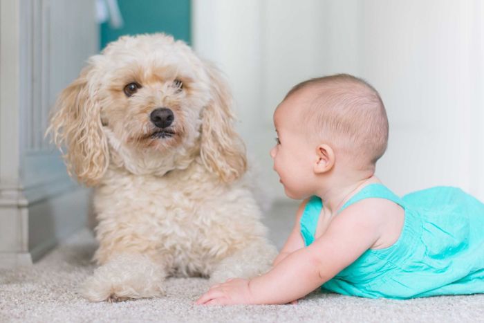Owning a menagerie of pets while bringing up a baby seems to bestow lifelong benefits on a child. abc.net.au/news/science/2…