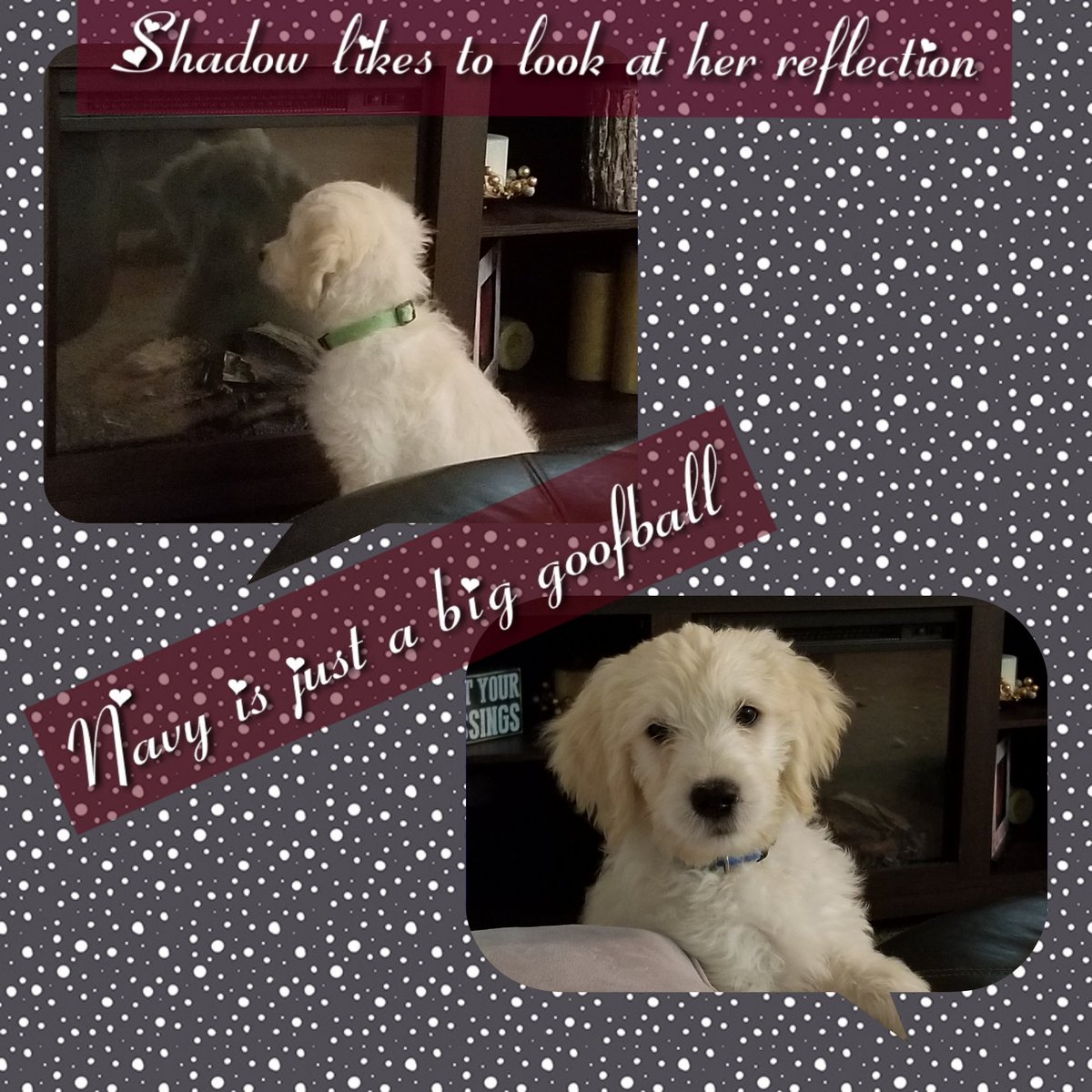 #goldendoodle #doubletrouble #shadow #navy