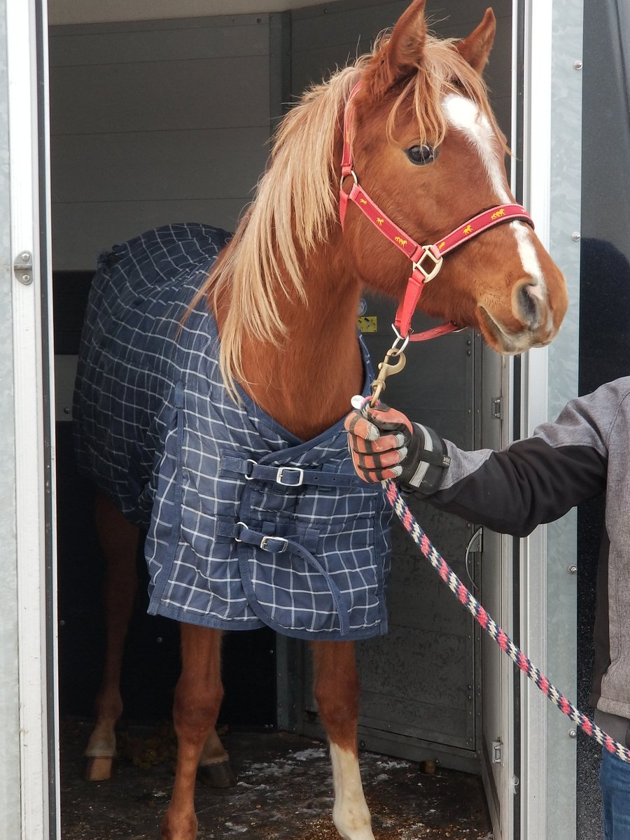 bitsropesnspurs's tweet photo. All our horses have sport related name.  This new filly is Kendall after history making yesterday #usahockey #KendallCoyne #AllStarGame #horsesportnames #filly #dragonflyequestrian https://t.co/C2nFE85lLy