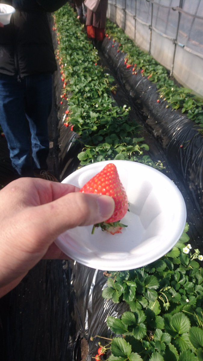 いちご食べ過ぎ