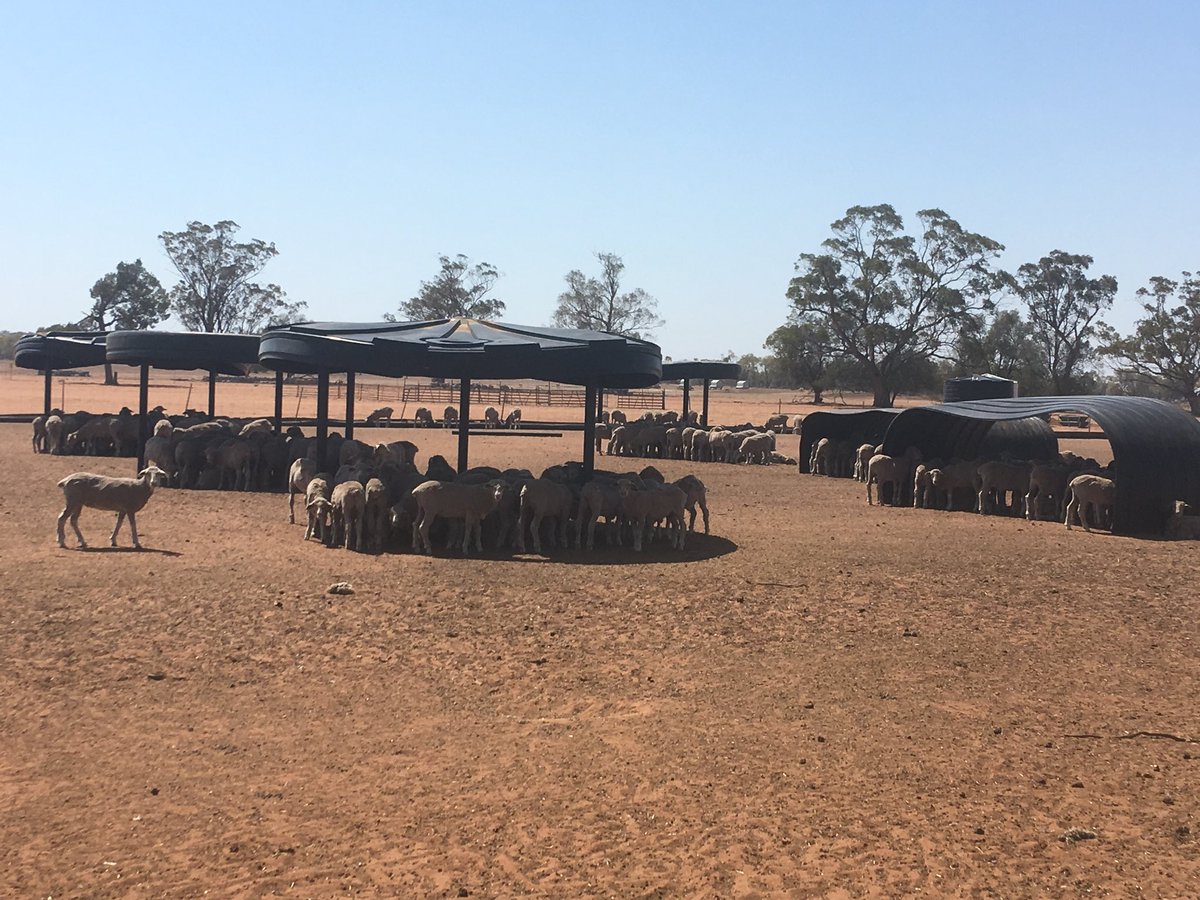 A shade solution for hot lambs. We have repurposed our split poly tanks from around the farm and some great neighbours who donated theirs. Top and bottom on posts and two halves to make arches. About 45m2 per tank. Great little idea from my 19 year old jackaroo.