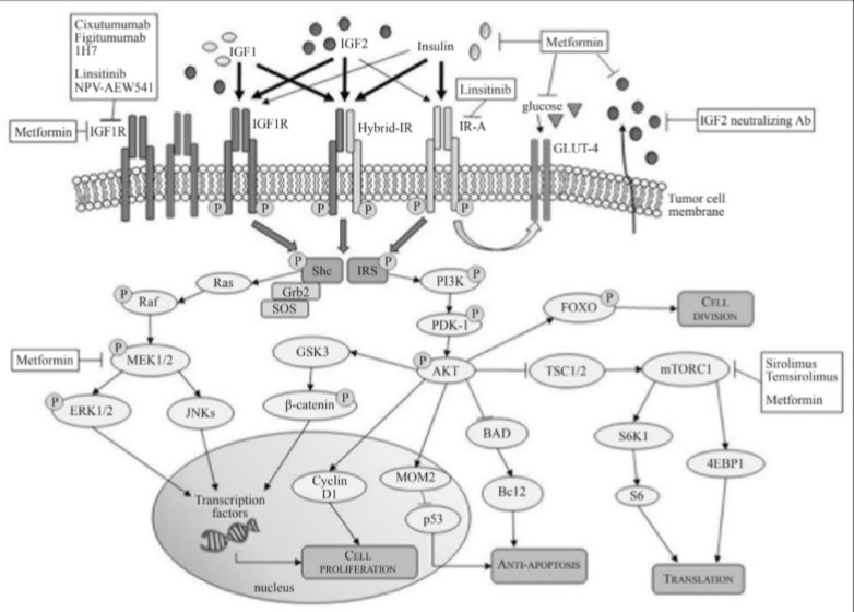 AltieriBarbara's tweet photo. A detailed overview on insulin-like growth factor #igf pathway in adrenocortical tumors @accCURE
#precisionmedicin #insulin https://t.co/eM3s2YJjXe https://t.co/No1hTO98F2