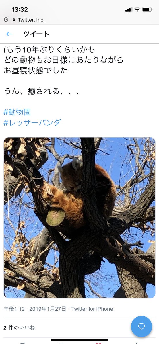 nim_nim_26's tweet photo. @AKT_717 レッサーパンダはセンシティブなのか（困惑） https://t.co/iTPsEC6RS6