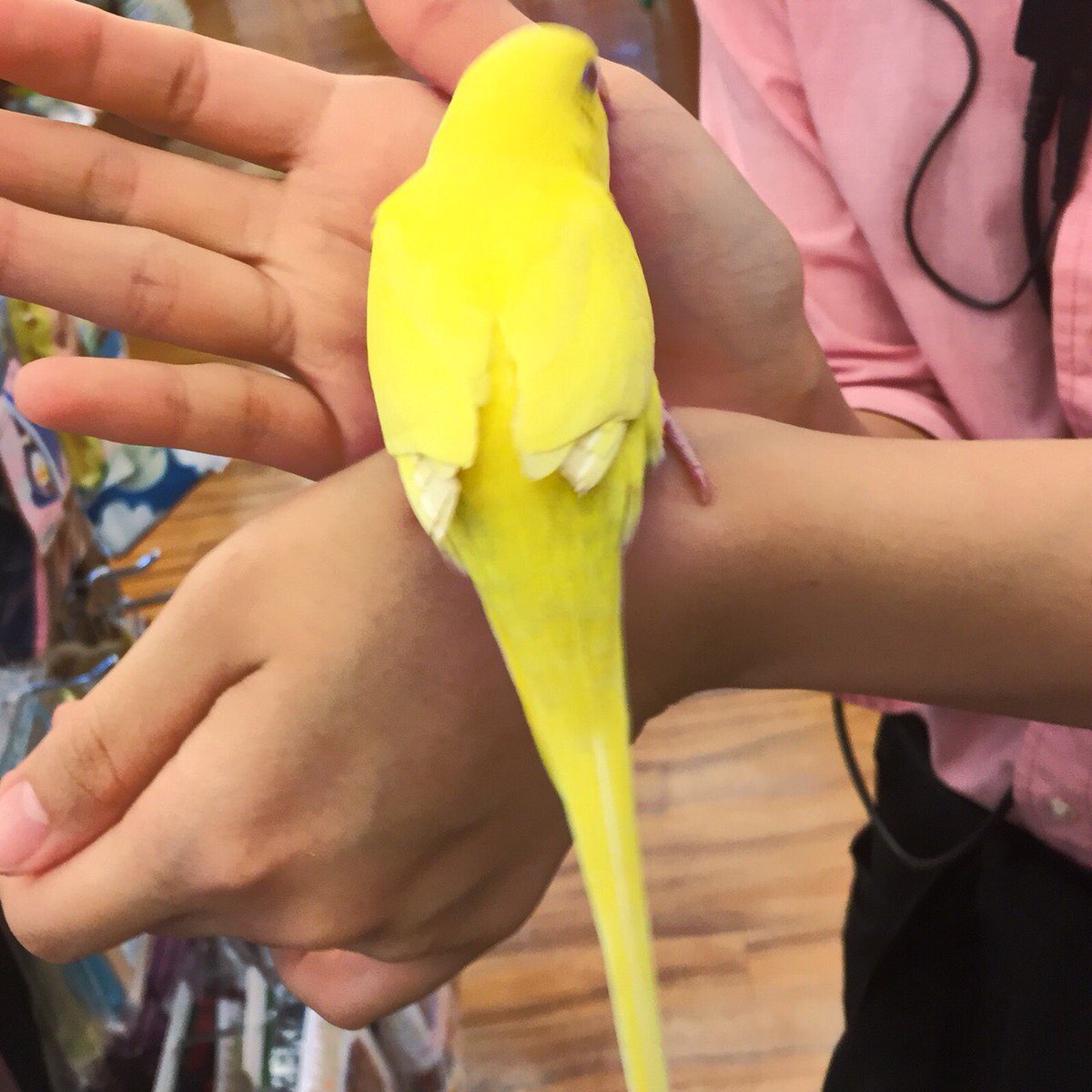 PeterHorrorBall's tweet photo. 渋谷の桜ヶ丘に住んでる友達のインコ（PJ）が渋谷警察署、恵比寿方面に飛んでってしまいました。
心当たりがある方は教えて下さい。 https://t.co/BeEPyp71Sn