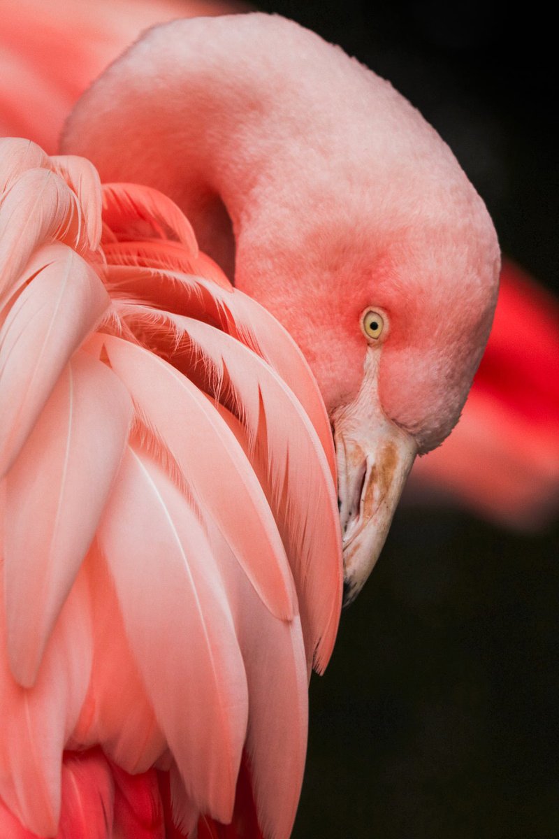 90Outbox's tweet photo. Birds 
#wallpaper #birds #photography #life #colorful https://t.co/gCESYxwUMb