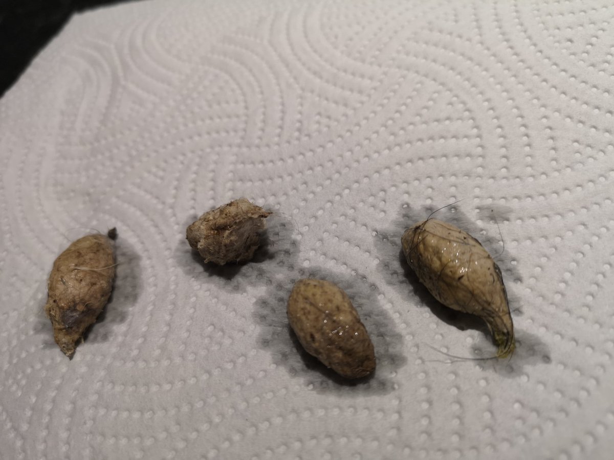 ThingsRescue's tweet photo. Who do you think produced these?

And what are they?

(No! It's not poo!)

#wildthingsrescue #britishwildlife #wildlife #quiz https://t.co/VtH8T4YdeQ