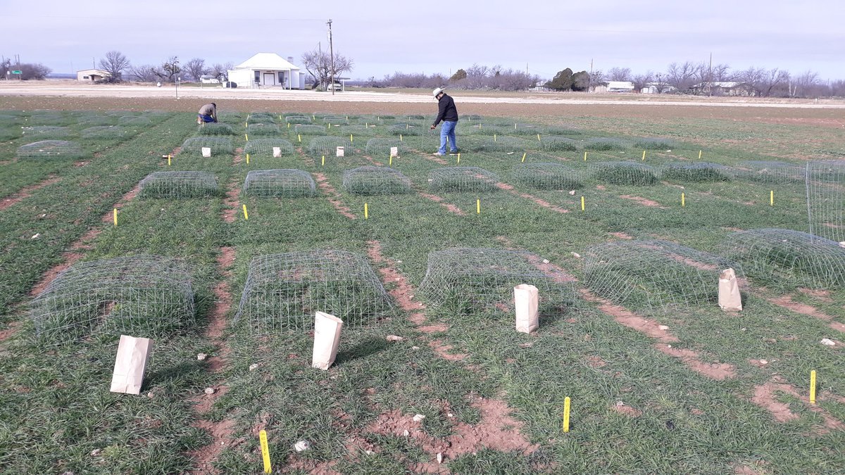 Looking forward to the results from our winter #forage variety trial at Millersview, TX! Harvested this week with #Extension agents Travis Bell and Justin Klinksiek from Concho and McCulloch Counties. #replicated #deerfood #exclosures