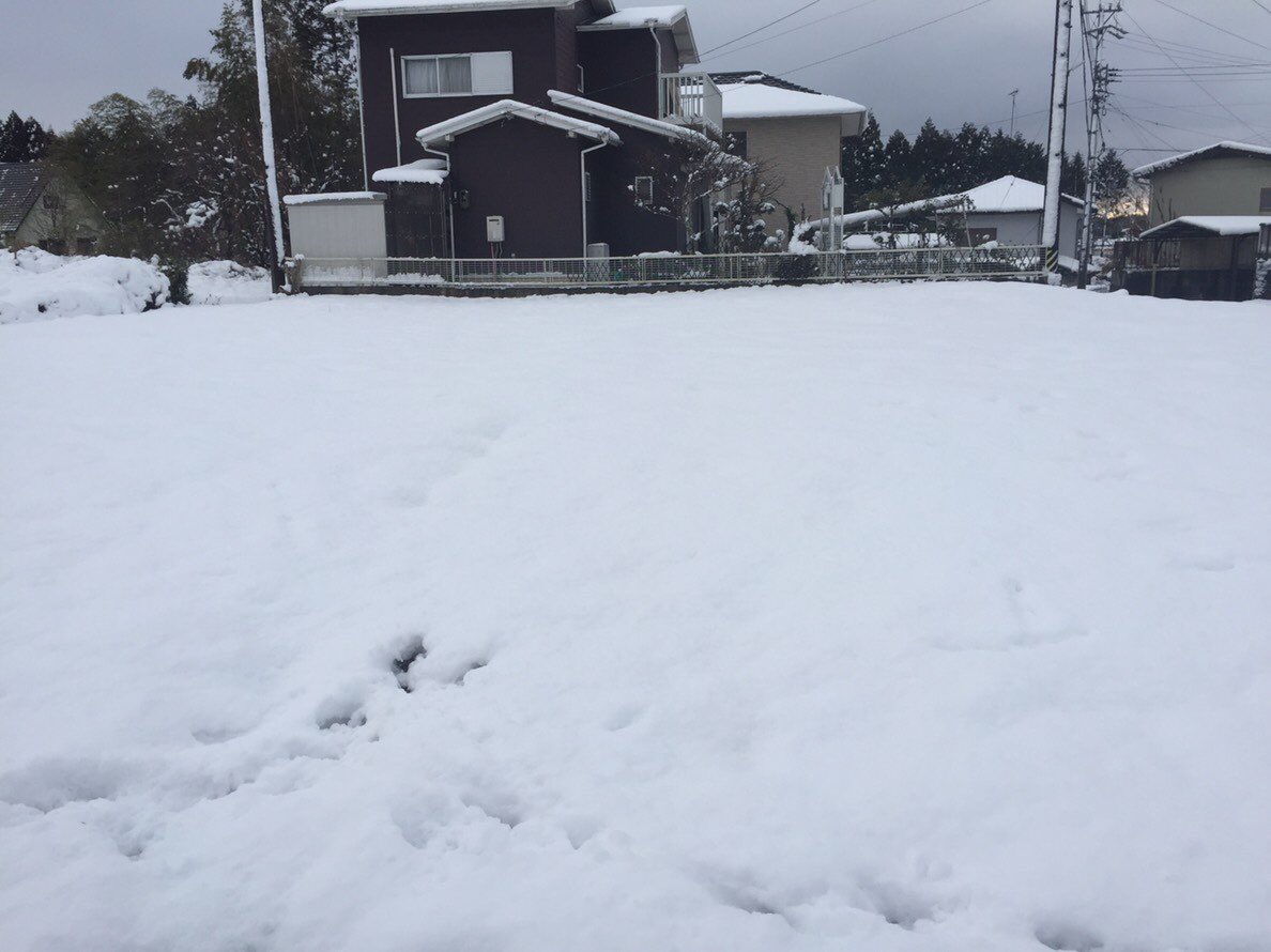 こたつから出られない こたつから出られない