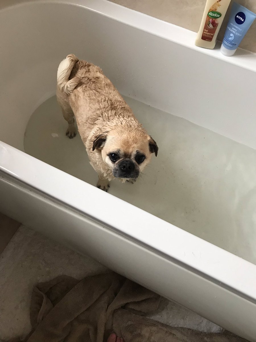 ohthatpooch's tweet photo. Apparently I was stinky and filthy from walkies in the woods - how rude!  #unfair #pug #bathtime #cleanthepug #cleanthebath https://t.co/AomPZ1MQMa