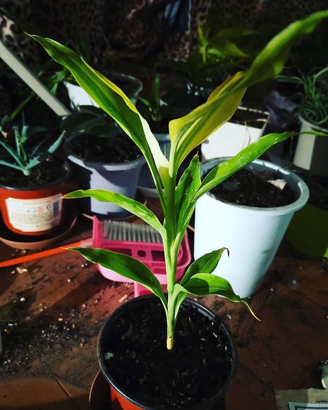 上城 Kamijo Auf Twitter ドラセナ 観葉植物 多肉植物 園芸 自然観察 100均のドラセナちゃんの背が伸び まくったので ちょっと大き過ぎだかな 植え替えしてみました 室内で砂だらけになりながら笑っ やっぱり根が窮屈そうでした この子にとって 良い