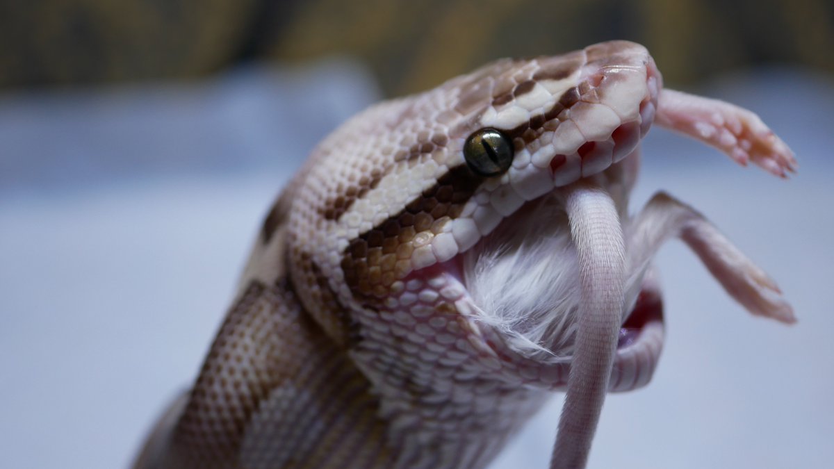 うわ ラボ ボールパイソンの つるはだもちお に餌 飛びついてくるからビクッとなってしまう ボールパイソン