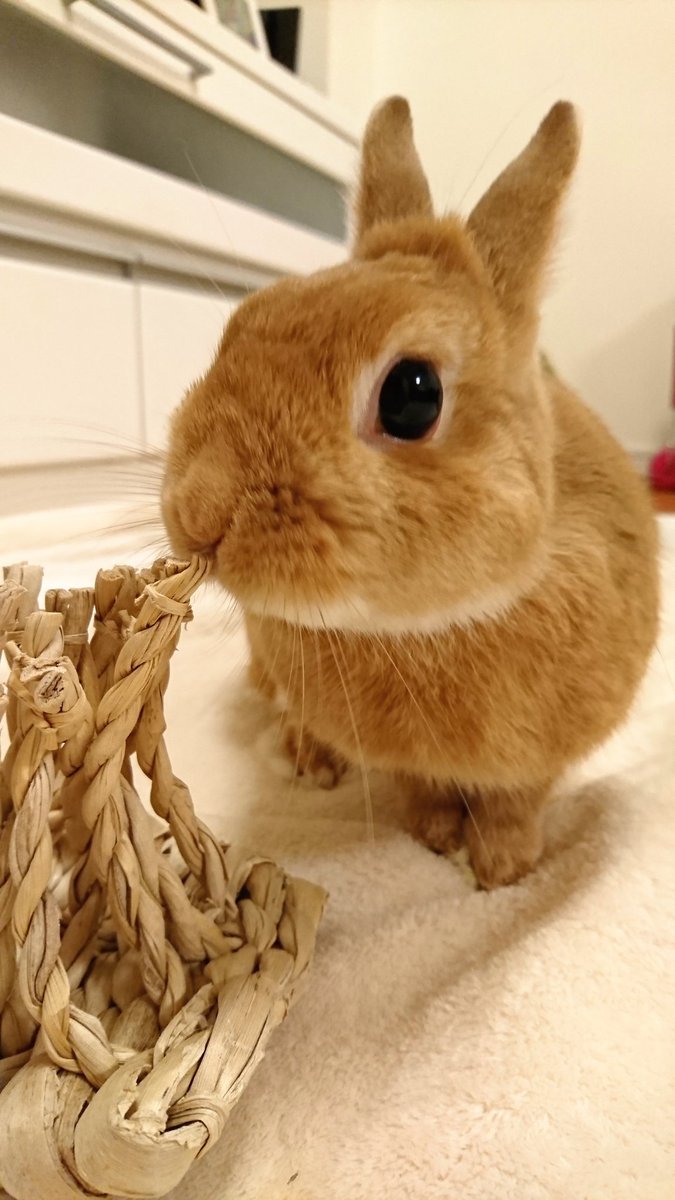 O Xrhsths うさぎのモモ Sto Twitter 実はおもちゃにはあまり興味はないのだけれど お世話係に付き合ってくれる 律儀なモモさんなのでした O Xrhsths うさぎのモモ Sto Twitter 実はおもちゃにはあまり興味はないのだけれど お世話係に付き合ってくれる 律儀なモモさんなのでした