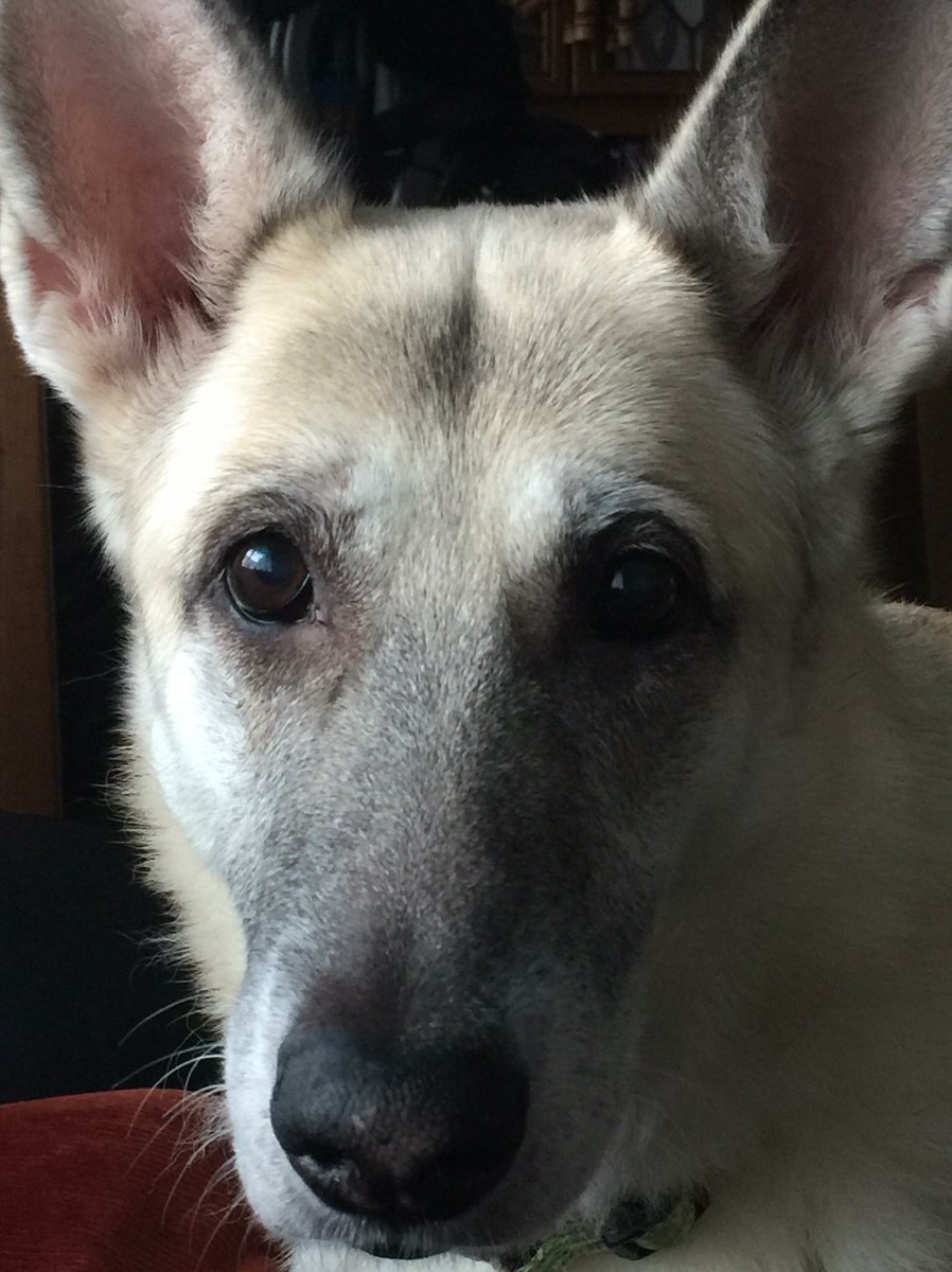 Absolutely 💔 my mum died in sept, last week would of been her birthday &amp; today my gorgeous Alsatian died