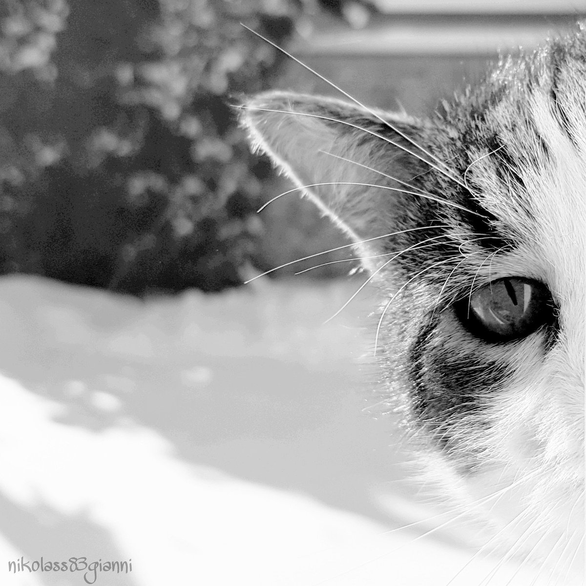 nikolas83gianni's tweet photo. #artist #ilustrator #designer #ditalartist #note8artist #nikolass #nikolass83 #nikolass83gianni #galaxynote8photography #photography #photo #note8 #note #catsoftwiter #cat #cateye #mycat #snow #kitty #bw #bwphotography #mačka #pancevo #srbija #serbia https://t.co/pq1Qv2Eu10