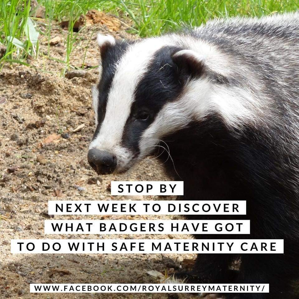 Stop by tomorrow to find out what Badgers have got to do with safer maternity care! 

#MaternityServices #Maternityinnovation #BetterBirths #SaferMaternityCare #matexp #NHSLongTermPlan