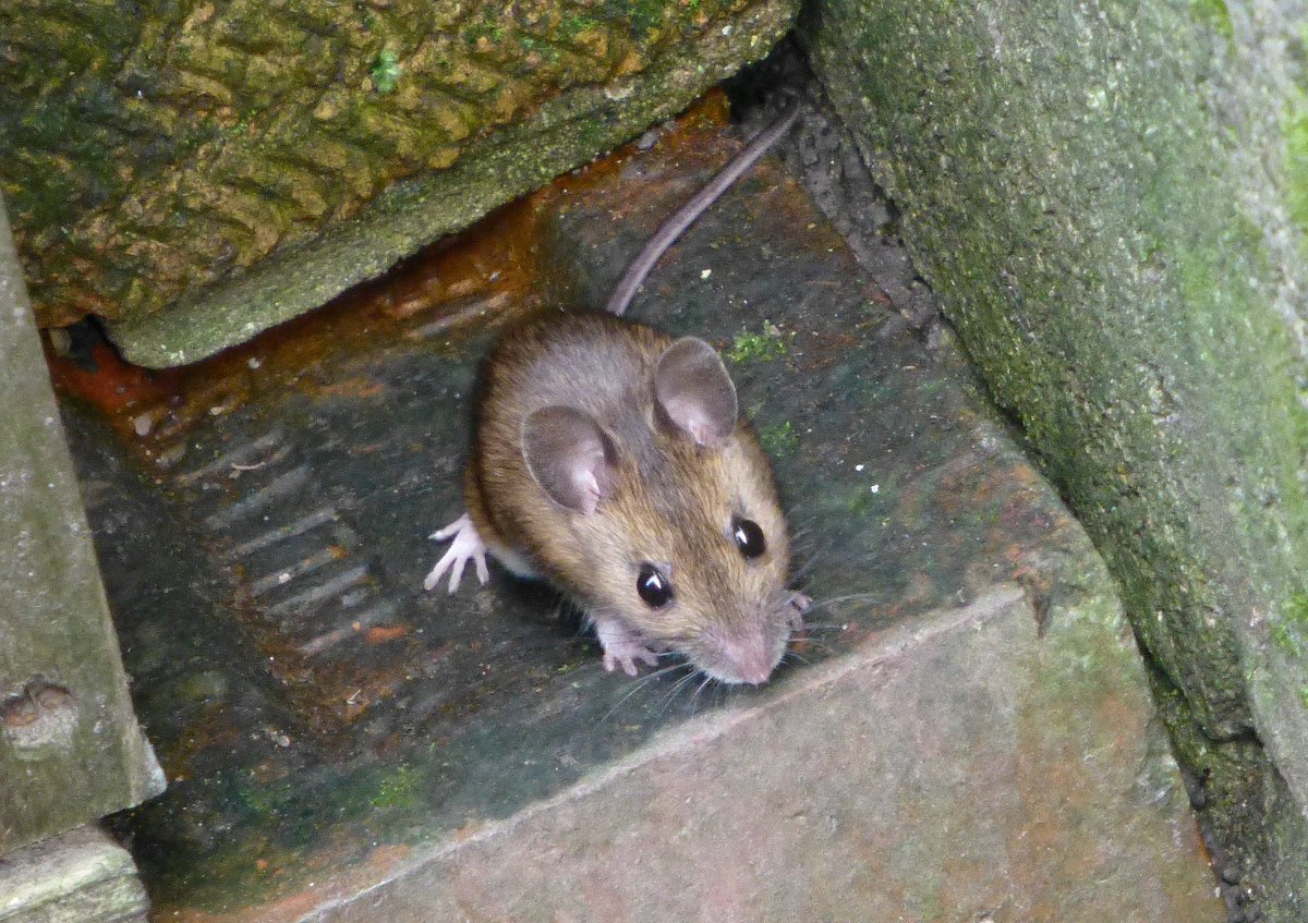 Wood Mouse, in my Cardiff garden #woodmice #wildaboutgardens @WildAbtGardens @wildlife_uk @LGSpace @NearbyWild @Natures_Voice @NatureUK @Britnatureguide @Mammal_Society @CUWildsoc @iNatureUK @wildlifewatch