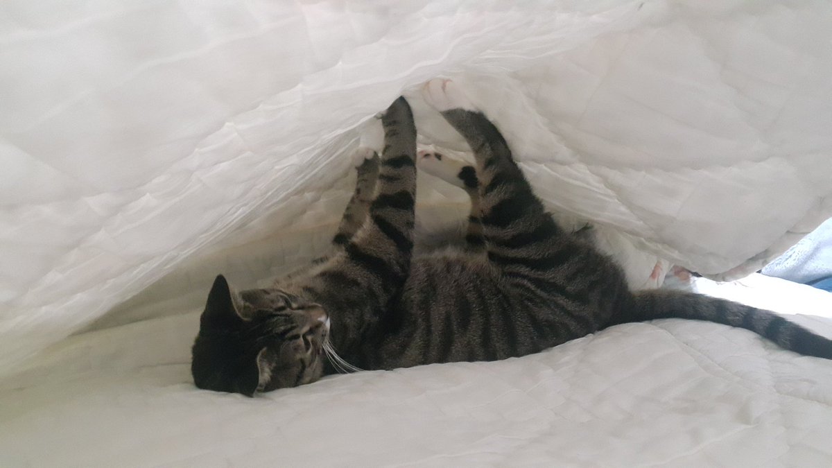 미친 선생님들 우리 고양이 자는 데가 부풀어오르길래 일어났구나 싶어서 들추고 사진을 찍었어요

내가 예상한 것 : ㅇㅜㄱ-
내가 본 것        : ㅇㅗㅗ-