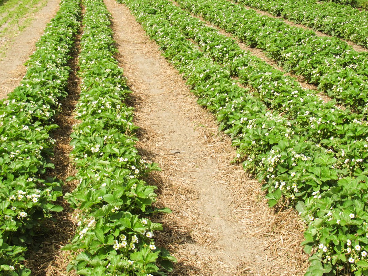 STKBIOAG's tweet photo. Our AVIV , the advanced microbial fungicide is now registered in Florida. click on the article to learn more.  

https://t.co/h4vEsLTUja https://t.co/dKdV2f6Wvw