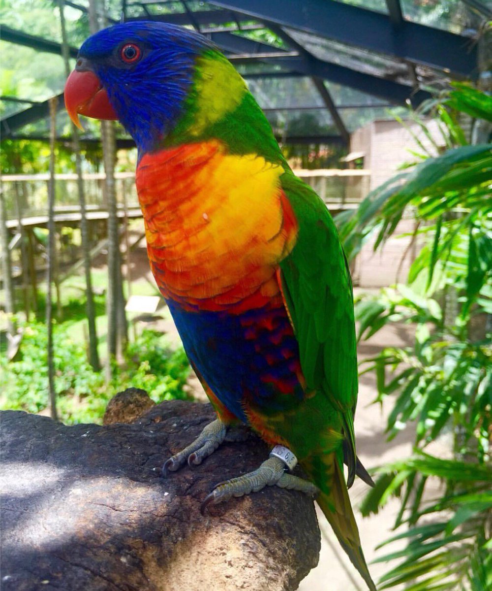 CTC_CONNECT's tweet image. Visite du zoo du Carbet 🦜☀️🌴 

Crédit: @coco_damouw 
#carnivalofcolours #perroquet #exotic #animalkingdom #regram #martinique #ctcconnect