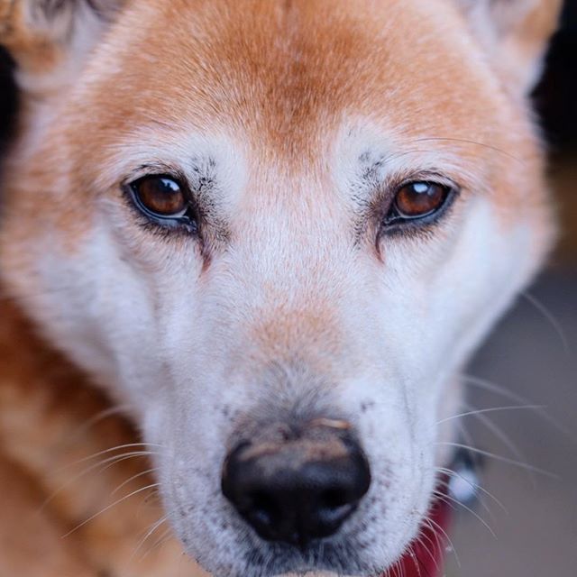 見つめる犬 Twitter Search Twitter