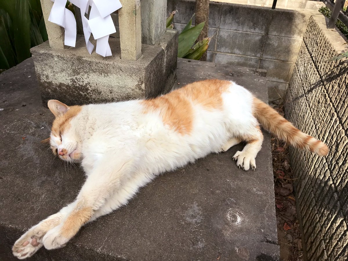 寒いですねこんばんは(*´ω｀*)
トーチャンが最近毎日来てくれるので来るたびにテォに伝えてとお願いしている今日この頃。

真顔で舌出てるとか可愛すぎかトーチャン！

#迷い猫探してます
#アメリカンショートヘア  
#茨城県
#テォ