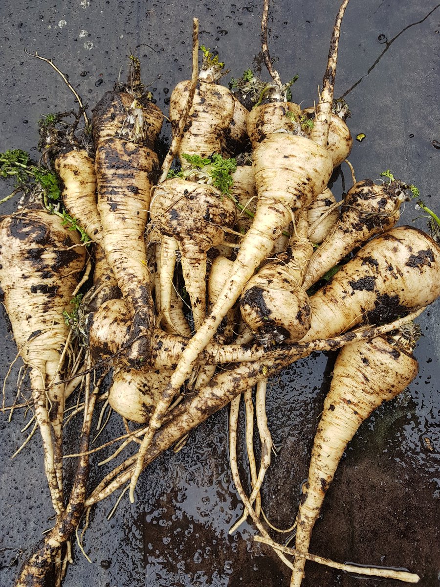 Ondanks de winter genoeg oogst in de moestuin: in Culemborg nu pastinaak, palmkool en snijbiet. Aanbod staat op versuitdetuin.nl