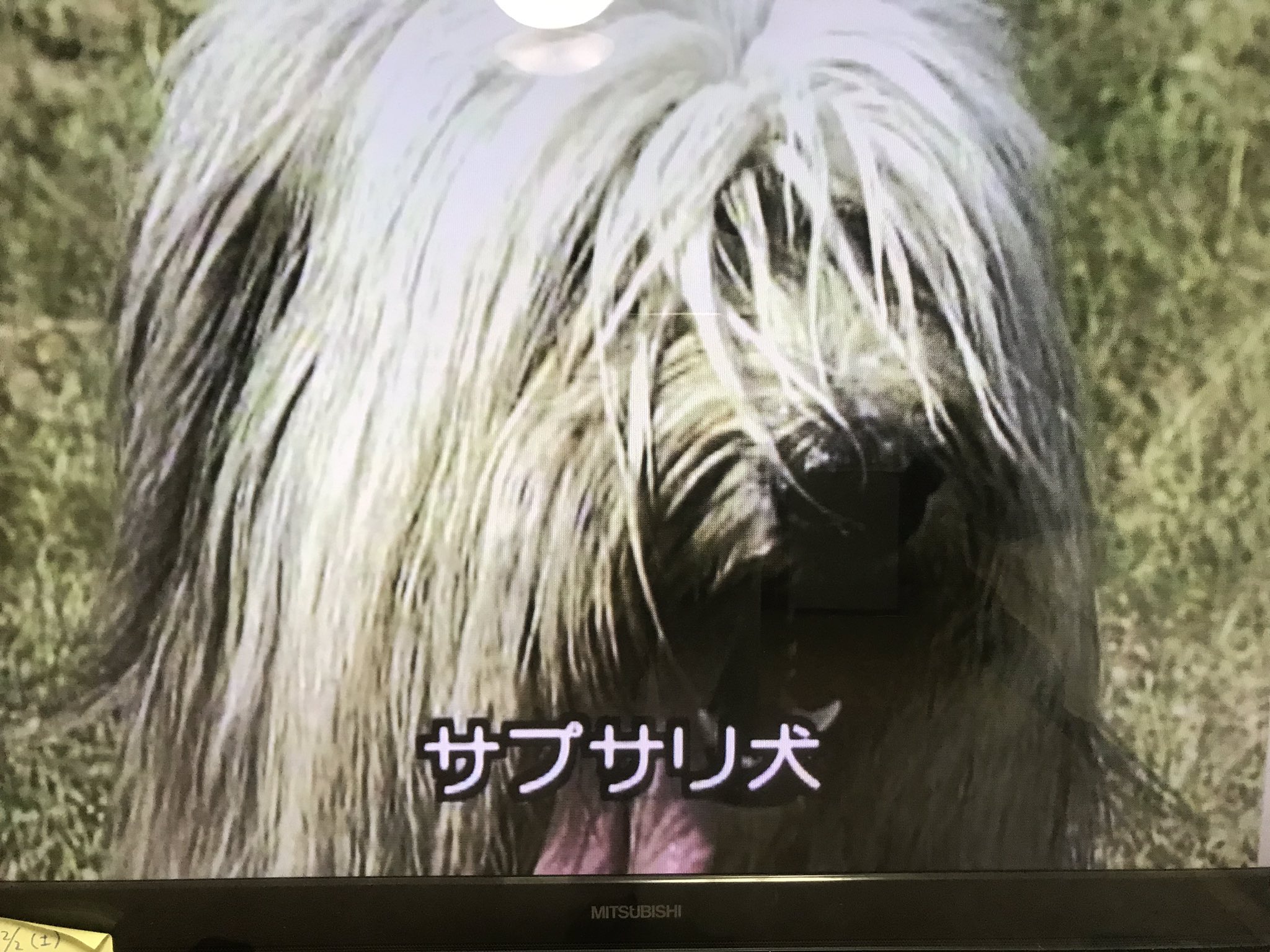 Q廃人 録画した 日本犬の源流をたどる を観てるんだけど アジア各国古来の犬種もとりあげている 韓国の古い犬種 サプサリ 釜山に行った時に見た犬 オールドイングリッシュシープドッグだと思ってたけど これだったんだ