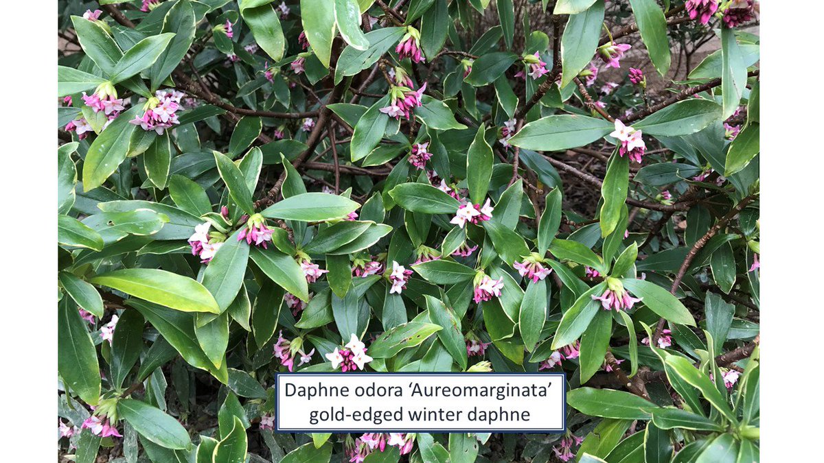 OnePlantADay's tweet photo. Daphne odora ‘Aureomarginata’ or gold-edged winter Daphne is a delight at this time of year with its' pink and white fragranced flowers and gold-edged green leathery leaves.  Plant on the edge of a path in a sheltered location. #namethatplant #Daphneodora #winterfloweringplants https://t.co/Vso0Rn5Kt0