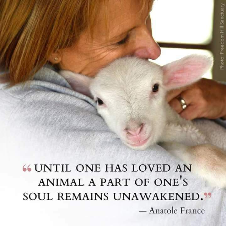 ALl animals deserve kindness 💗 #love #vegan #bekind #govegan #compassion #beautiful #baby #lamb #lovelambs #loveanimals #animalrights #animalcruelty #puppy #meatismurder #plantbased #kindness