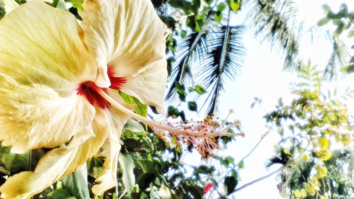 Creature__JJ's tweet photo. #follow @JollyJoyHuman
#naturesbeauty #naturesphotography
#nature #naturebeautiful #natureshooters
#clicked #by 5 #mp #camera #green #naturelovers #morninglight #joyclicks #tree #beauty #mobilephotography #India #sunlight #sundaymood #snapseed https://t.co/u2bXGa4524