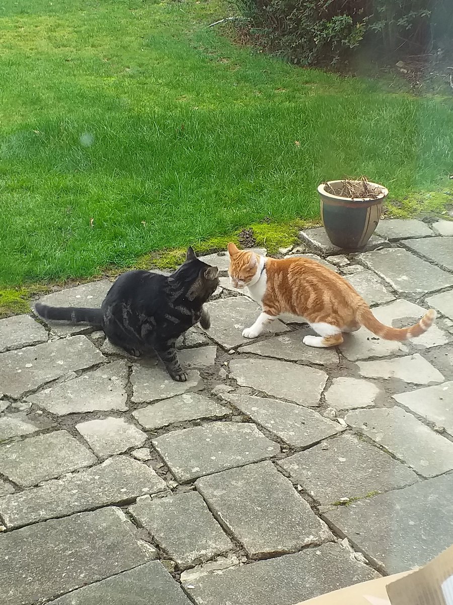Sherbertuk's tweet image. I'm not generally a cat person but this ginger ninja shares a house with people I love so hes family #cats #playfighting
