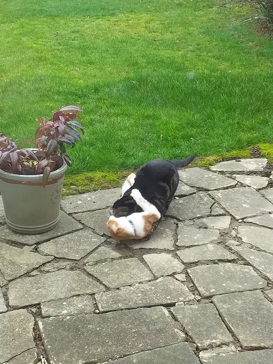 Sherbertuk's tweet image. I'm not generally a cat person but this ginger ninja shares a house with people I love so hes family #cats #playfighting