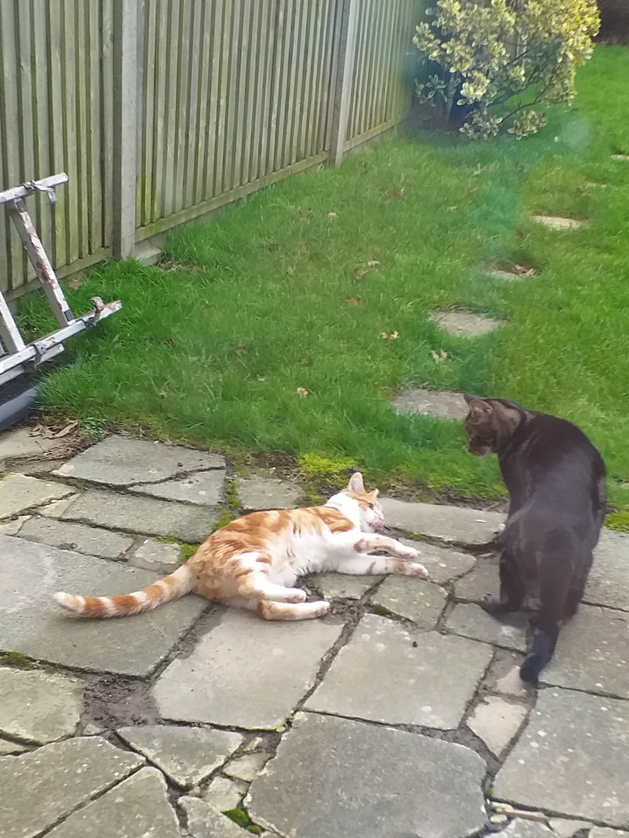 Sherbertuk's tweet image. I'm not generally a cat person but this ginger ninja shares a house with people I love so hes family #cats #playfighting