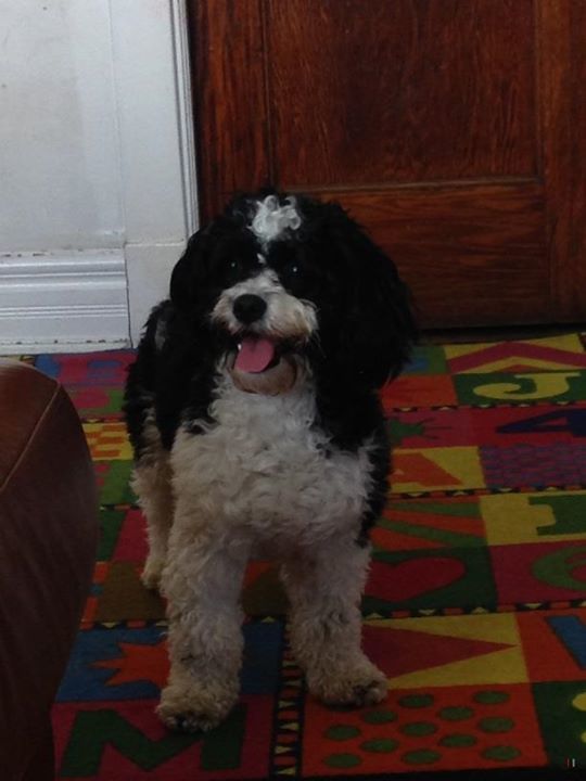 bichon frise cocker spaniel