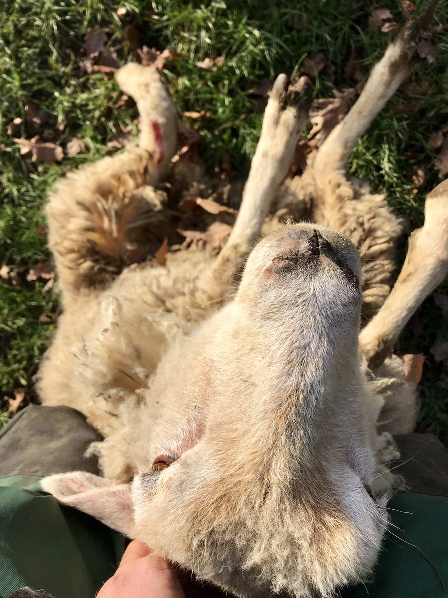 meandeweblog's tweet image. A lamb jumped the fence today, caught his hind leg and snapped it. Fortunately it was a clean break away from the joint so should heal well. He was due to be sold on Tuesday #alwaystheway #sheep365