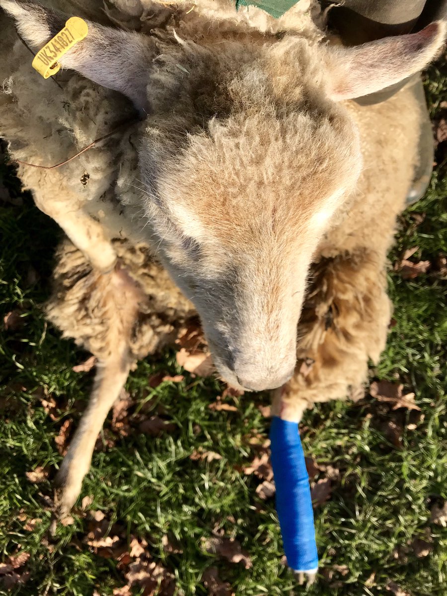 meandeweblog's tweet image. A lamb jumped the fence today, caught his hind leg and snapped it. Fortunately it was a clean break away from the joint so should heal well. He was due to be sold on Tuesday #alwaystheway #sheep365