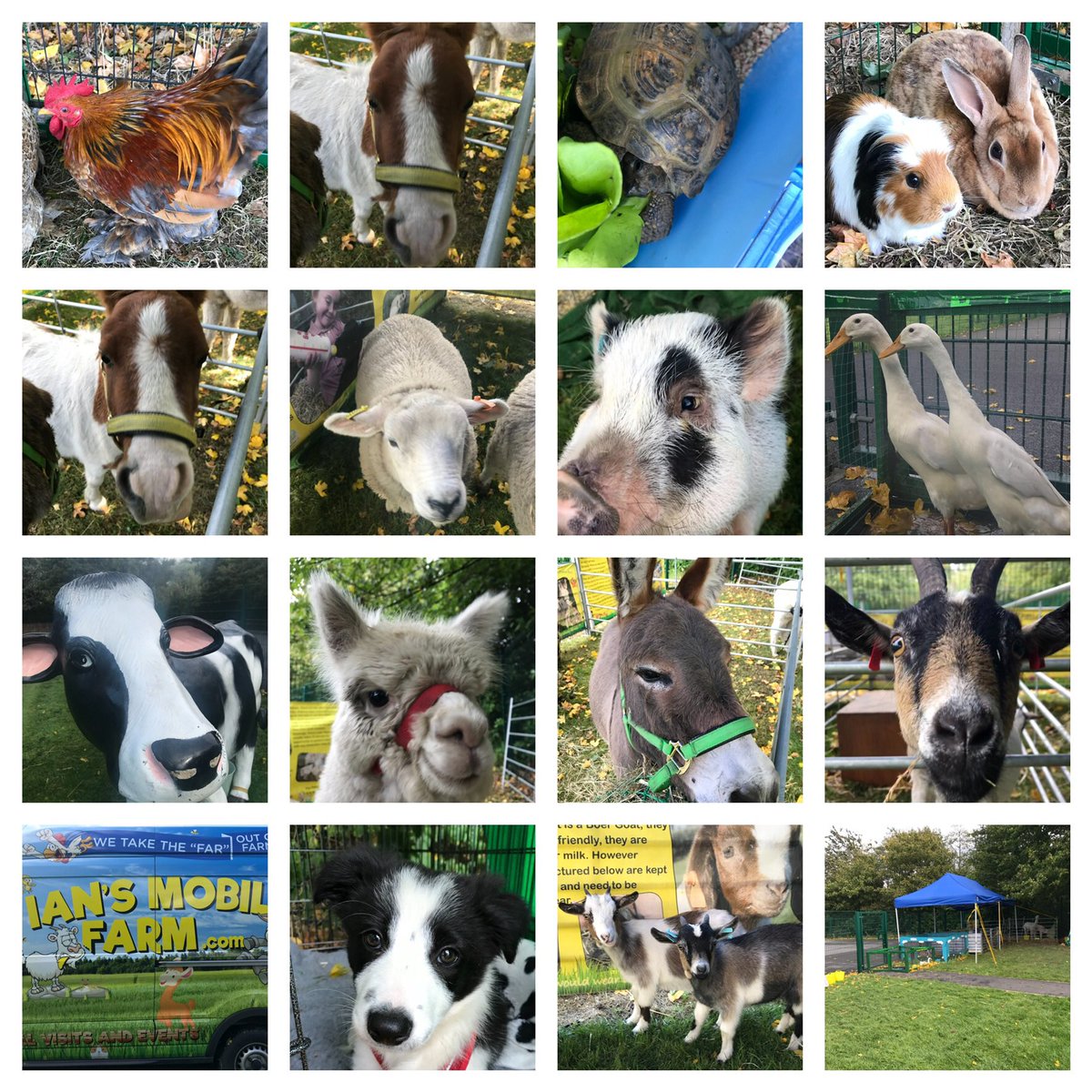 FarmNanny's tweet image. Just a selection of some of our animals, all our animals are super friendly, our main business is a mobile petting farm which is an amazing and unique addition for your special day